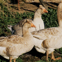 Tufted Buff Geese