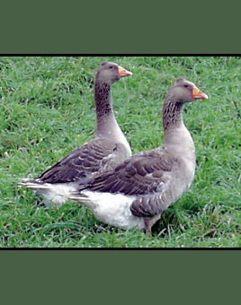Tufted Toulouse Geese for Sale