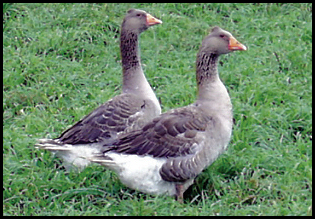 Tufted Toulouse Geese