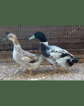 Welsh Harlequin Ducks for Sale