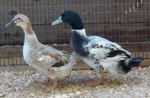Welsh Harlequin Duckling Male