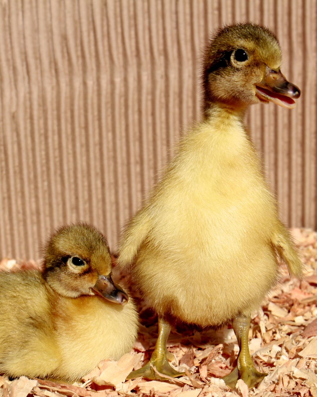 Pair of Welsh Harlequin Ducks | Metzer Farms | Buy Welsh Harlequin Duck from Metzer Farms | Welsh Harlequin Drake | Welsh Harlequin Characteristics | Welsh Harlequin Duckling Female