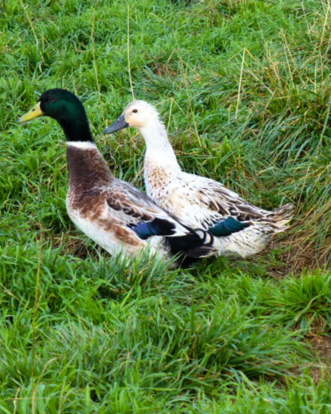 Pair of Welsh Harlequin Ducks | Metzer Farms | Buy Welsh Harlequin Duck from Metzer Farms | Welsh Harlequin Drake | Welsh Harlequin Characteristics | Welsh Harlequin Duckling Female