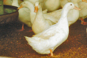 White Layer Duckling Male