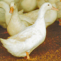 White Layer Ducks