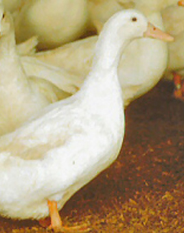 White Layer Ducks for Sale