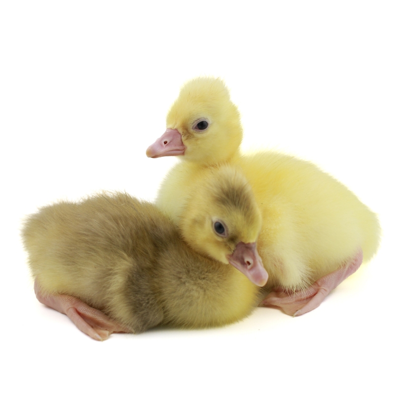 Two Adult Roman Tufted Geese | Roman Tufted Geese for Sale | Metzer Farms | Buy Roman Tufted Goslings from Metzer Farms | Live Tufted Roman Geese | Tufted Roman Goose Breed