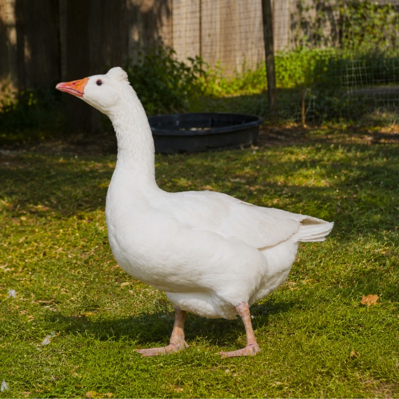 Two Adult Roman Tufted Geese | Roman Tufted Geese for Sale | Metzer Farms | Buy Roman Tufted Goslings from Metzer Farms | Live Tufted Roman Geese | Tufted Roman Goose Breed