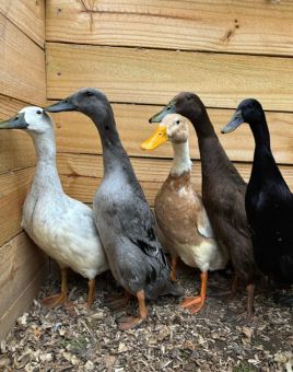 Blue, Fawn & White, and Black Indian Runner Duck | Runner Duck Assortment | Metzer Farms | Buy Indian Runner Ducks & Ducklings Online from Metzer Farms
