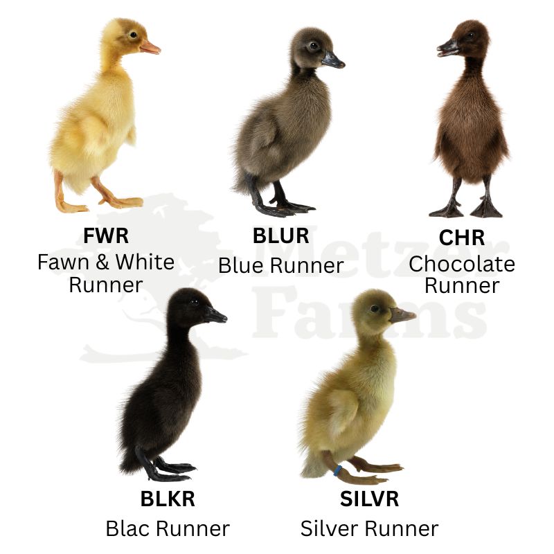 Blue, Fawn & White, and Black Indian Runner Duck | Runner Duck Assortment | Metzer Farms | Buy Indian Runner Ducks & Ducklings Online from Metzer Farms