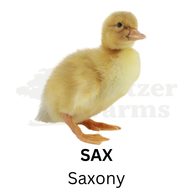 Premium Duck Assortment | Metzer Farms | Premium Ducks for Sale Online | Ducks for Sale