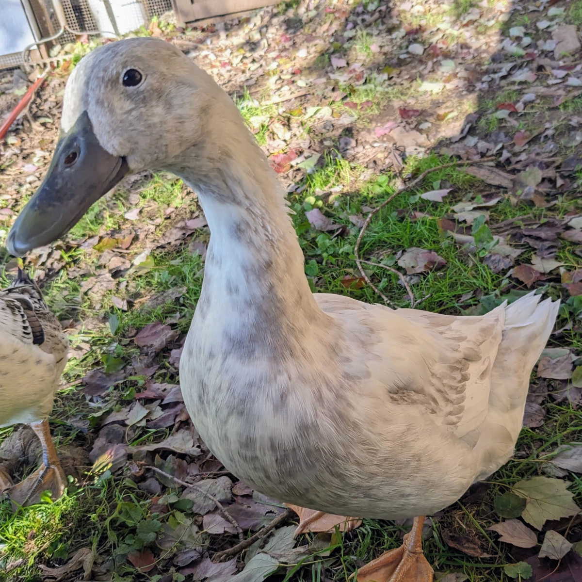 Silver Swedish Ducks | Ducks | Metzer Farms Duck Hatchery | Are you Asking 'Where Do You Buy Ducks?' | Get Ducks & Ducklings from Metzer Farms | Pet Baby Ducks for Sale