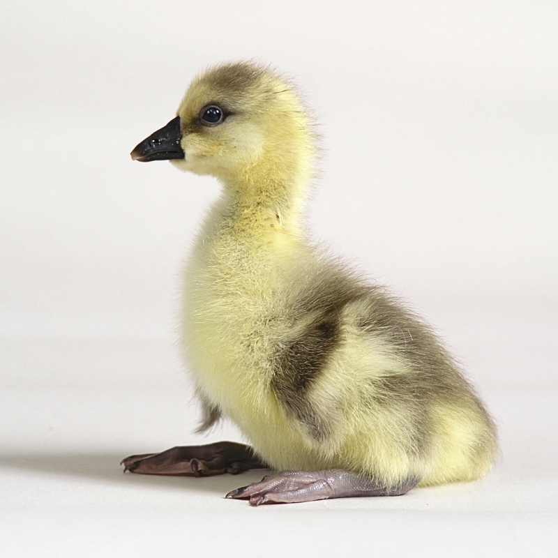 Adult Super African Goose | Super African Geese for Sale | Metzer Farms | Buy Super African Gosling from Metzer Farms | Super African Goose Breed | Lionhead Goose Replica
