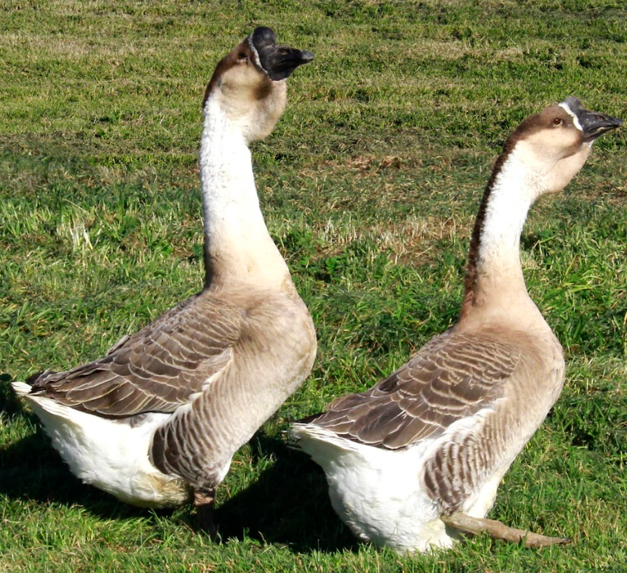 Adult Super African Goose | Super African Geese for Sale | Metzer Farms | Buy Super African Gosling from Metzer Farms | Super African Goose Breed | Lionhead Goose Replica