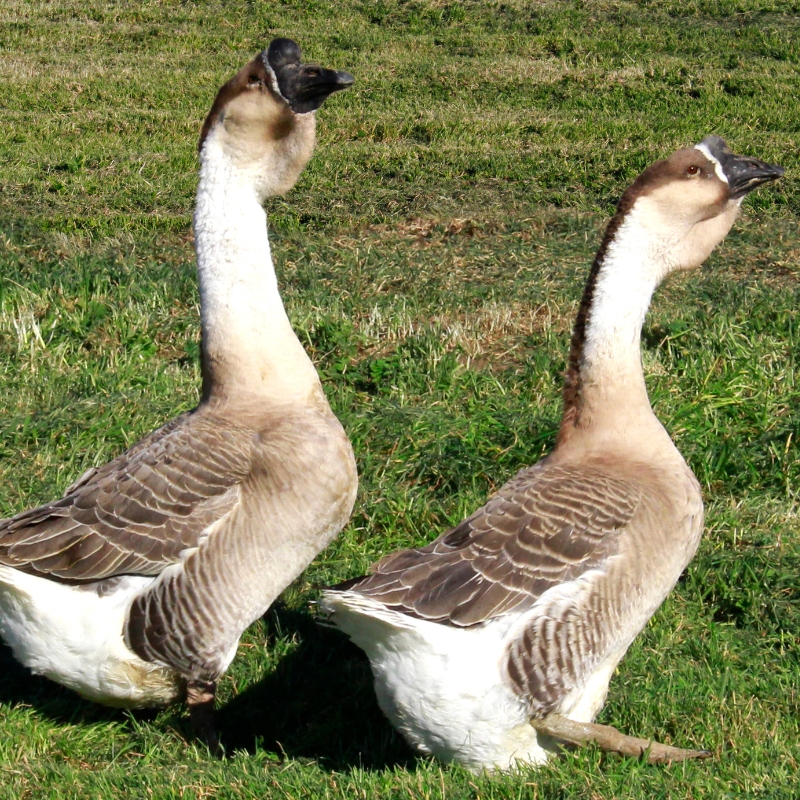 Adult Super African Goose | Super African Geese for Sale | Metzer Farms | Buy Super African Gosling from Metzer Farms | Super African Goose Breed | Lionhead Goose Replica