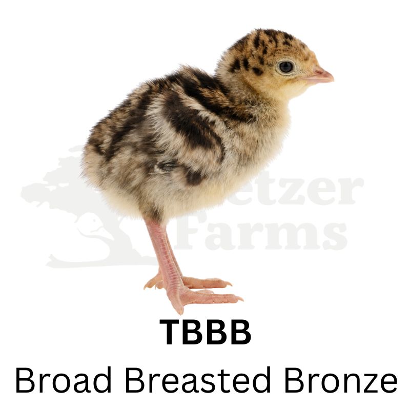 Broad Breasted Bronze Turkeys | Metzer Farms | Buy Broad Breasted Bronze Turkeys Online from Metzer Farms | Broad Breasted Bronze Tom | Broad Breasted Bronze Hen | Broad Breasted Bronze Turkeys as Pets or for Eggs | Live Broad Breasted Bronze Turkeys for Sale