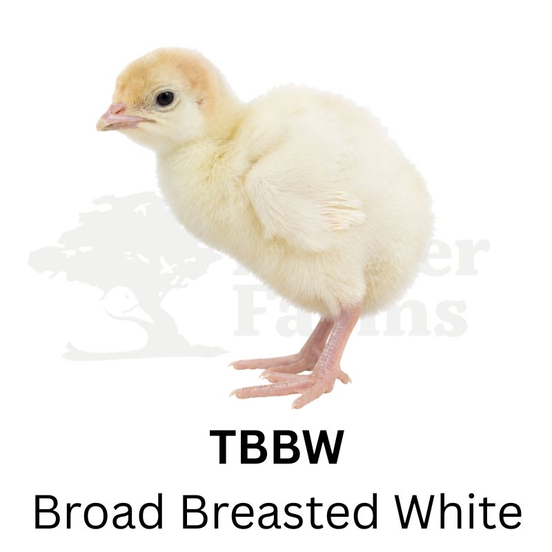 Broad Breasted White Turkeys | Metzer Farms | Buy Broad Breasted White Turkeys Online from Metzer Farms | Broad Breasted White Tom | Broad Breasted White Hen | Broad Breasted White Turkeys as Pets or for Eggs | Live Broad Breasted White Turkeys for Sale