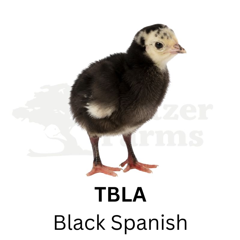 Black Spanish Turkeys | Metzer Farms | Buy Black Spanish Turkeys Online from Metzer Farms | Black Spanish Tom | Black Spanish Hen | Black Spanish Turkeys as Pets or for Eggs | Live Black Spanish Turkeys for Sale
