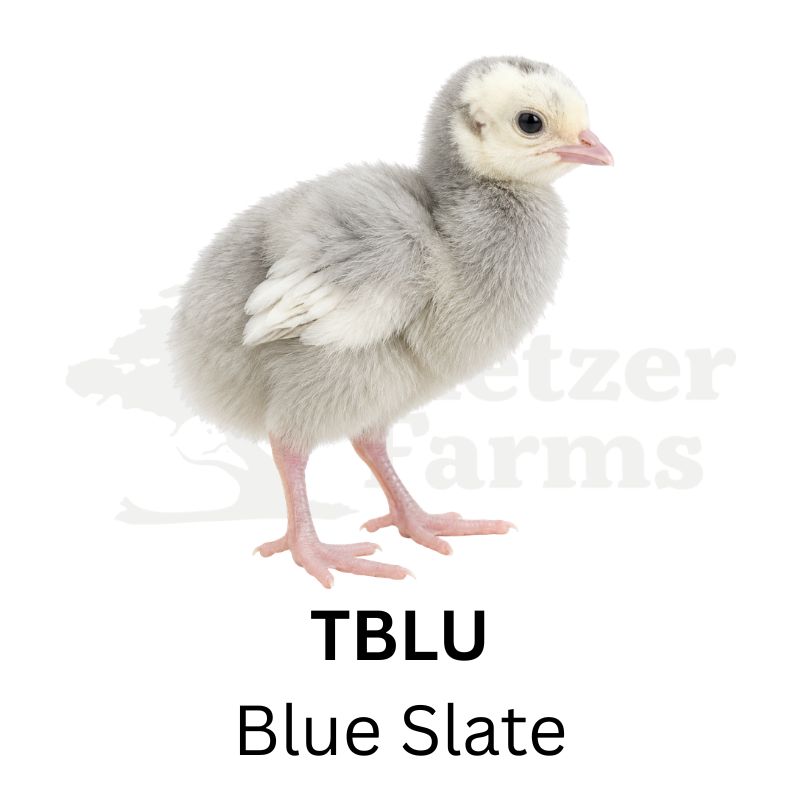 Blue Slate Turkeys | Metzer Farms | Buy Blue Slate Turkeys Online from Metzer Farms | Blue Slate Tom | Blue Slate Hen | Blue Slate Turkeys as Pets or for Eggs | Live Blue Slate Turkeys for Sale