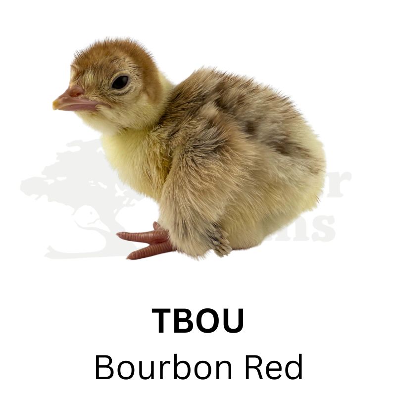 Bourbon Red Turkeys | Metzer Farms | Buy Bourbon Red Turkeys Online from Metzer Farms | Bourbon Red Tom | Bourbon Red Hen | Bourbon Red Turkeys as Pets or for Eggs | Live Bourbon Red Turkeys for Sale