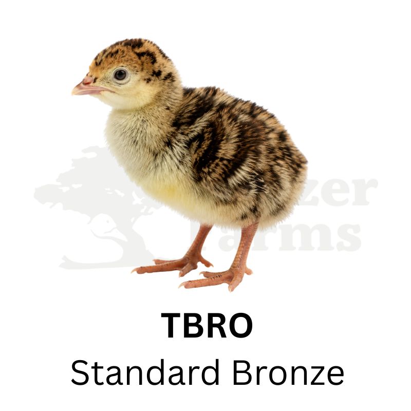 Standard Bronze Turkeys | Metzer Farms | Buy Standard Bronze Turkeys Online from Metzer Farms | Standard Bronze Tom | Standard Bronze Hen | Standard Bronze Turkeys as Pets or for Eggs | Live Standard Bronze Turkeys for Sale