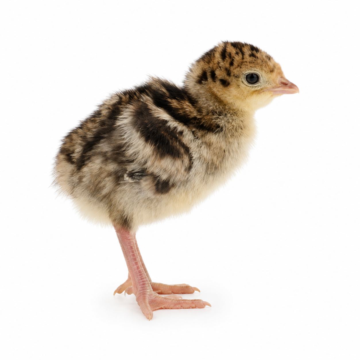 Broad Breasted Bronze Turkeys | Metzer Farms | Buy Broad Breasted Bronze Turkeys Online from Metzer Farms | Broad Breasted Bronze Tom | Broad Breasted Bronze Hen | Broad Breasted Bronze Turkeys as Pets or for Eggs | Live Broad Breasted Bronze Turkeys for Sale