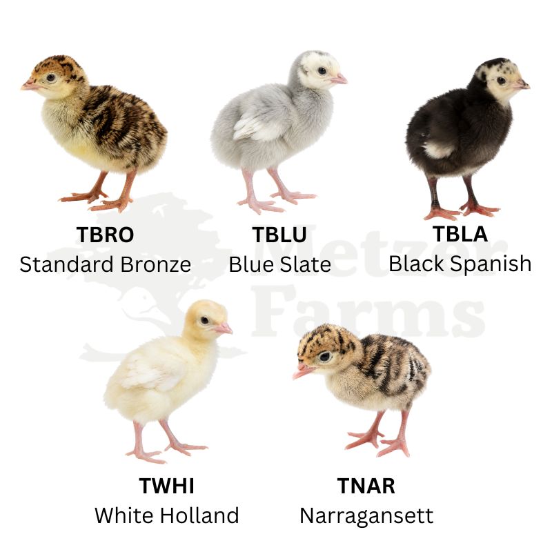 Heritage Turkeys | Heritage Turkey Assortment | Metzer Farms | Buy Heritage Turkey Poults Online from Metzer Farms