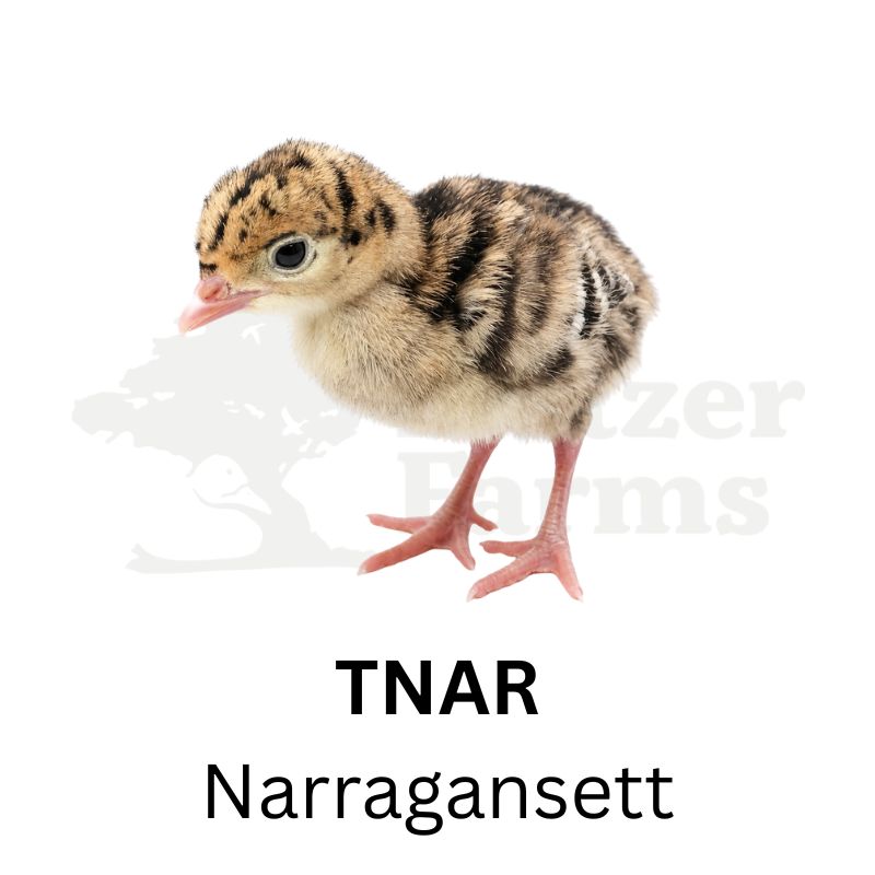 Narragansett Turkeys | Metzer Farms | Buy Narragansett Turkeys Online from Metzer Farms | Narragansett Tom | Narragansett Hen | Narragansett Turkeys as Pets or for Eggs | Live Narragansett Turkeys for Sale