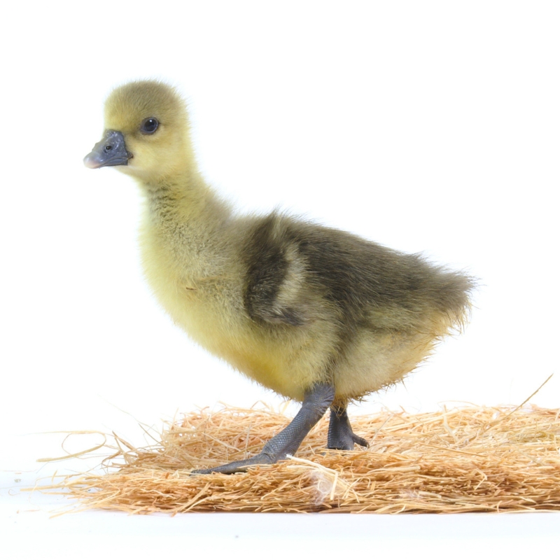 Herd of Adult Toulouse Geese | Toulouse Geese for Sale | Metzer Farms | Buy Toulouse Geese Online from Metzer Farms | Live Toulouse Gosling for Sale | Toulouse Goose Breed