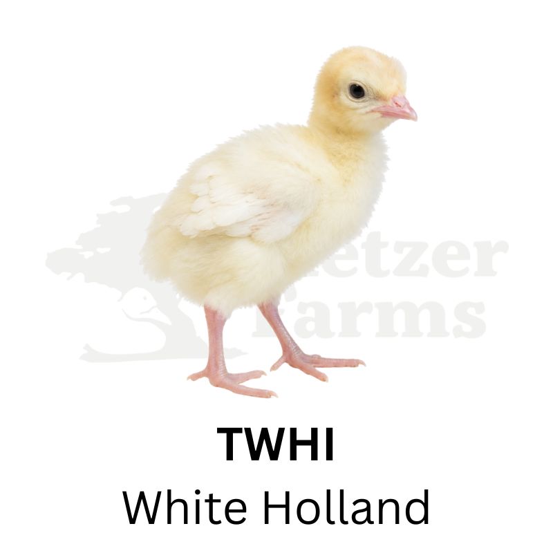 White Holland Turkeys | Metzer Farms | Buy White Holland Turkeys Online from Metzer Farms | White Hollan Tom | White Holland Hen | White Holland Turkeys as Pets or for Eggs | Live White Holland Turkeys for Sale