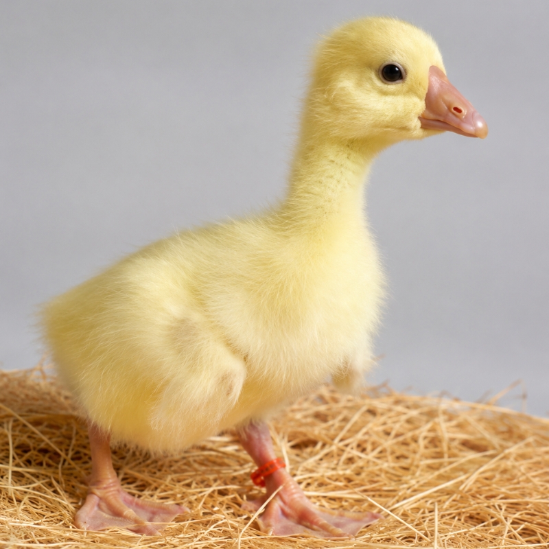 Adult White Chinese Goose | White Chinese Geese for Sale | Metzer Farms | Buy White Chinese Geese & Goslings Online from Metzer Farms | Chinese Geese for Sale | Chinese Goose Breeds