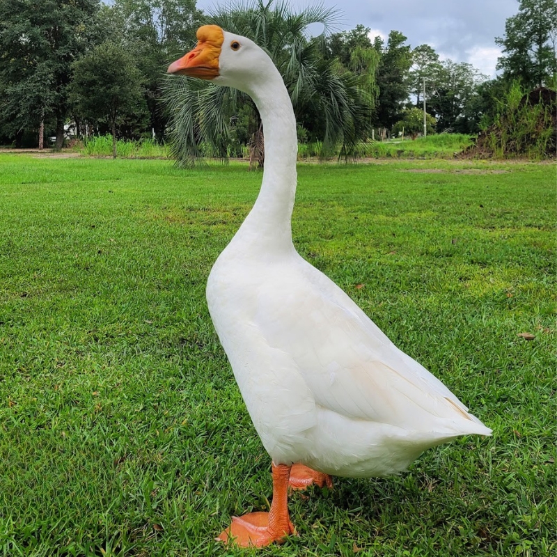 White Chinese Gosling (WC♂) Male