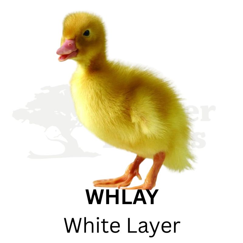 Egg Laying Ducklings in a Field | Metzer Farms | Collection of Egg Laying Ducks for Sale Online | Female Ducks for Sale