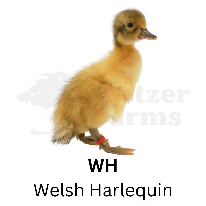 Premium Duck Assortment | Metzer Farms | Premium Ducks for Sale Online | Ducks for Sale